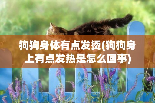 狗狗身體有點發燙(狗狗身上有點發熱是怎么回事)