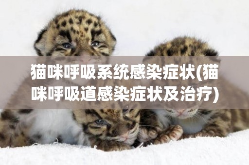 貓咪呼吸系統感染癥狀(貓咪呼吸道感染癥狀及治療)