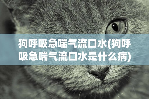 狗呼吸急喘氣流口水(狗呼吸急喘氣流口水是什么病)