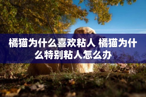 橘貓為什么喜歡粘人 橘貓為什么特別粘人怎么辦