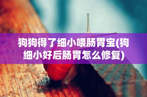 狗狗得了細小喂腸胃寶(狗細小好后腸胃怎么修復)