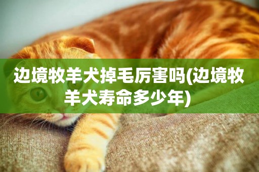 邊境牧羊犬掉毛厲害嗎(邊境牧羊犬壽命多少年) 