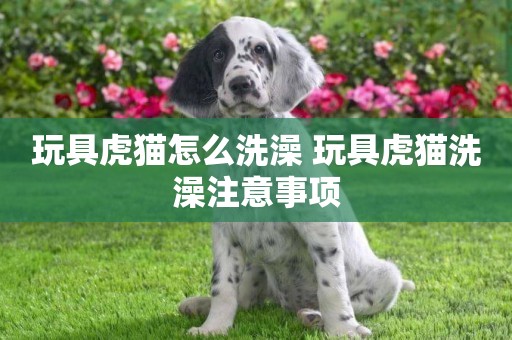 玩具虎貓怎么洗澡 玩具虎貓洗澡注意事項