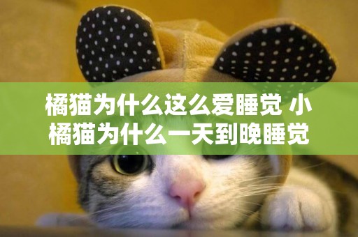橘貓為什么這么愛睡覺 小橘貓為什么一天到晚睡覺