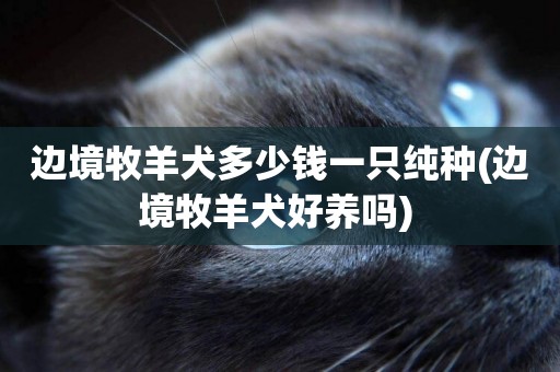 邊境牧羊犬多少錢一只純種(邊境牧羊犬好養嗎) 