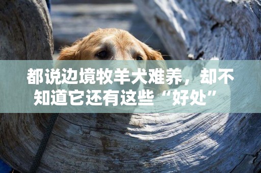 都說邊境牧羊犬難養，卻不知道它還有這些“好處” 