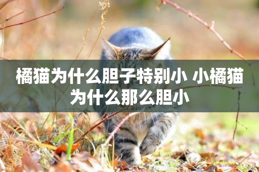 橘貓為什么膽子特別小 小橘貓為什么那么膽小