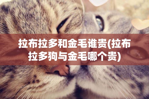 拉布拉多和金毛誰貴(拉布拉多狗與金毛哪個貴)