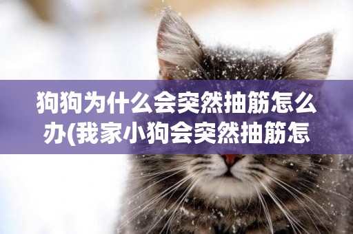 狗狗為什么會突然抽筋怎么辦(我家小狗會突然抽筋怎么回事?)