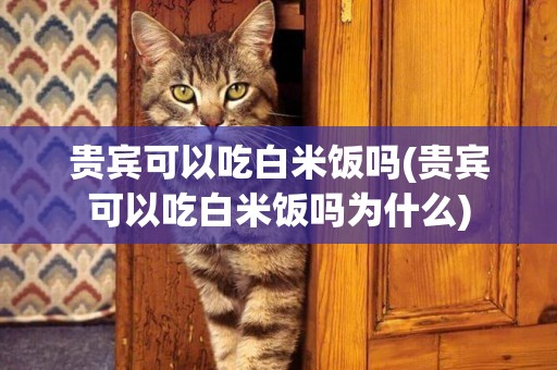 貴賓可以吃白米飯嗎(貴賓可以吃白米飯嗎為什么)
