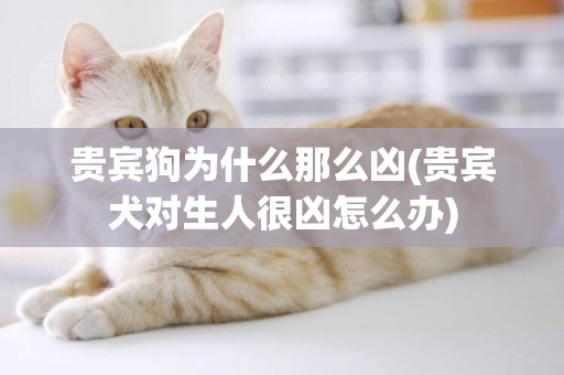 貴賓狗為什么那么兇(貴賓犬對生人很兇怎么辦)