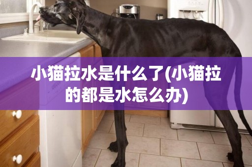 小貓拉水是什么了(小貓拉的都是水怎么辦)