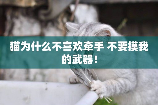 貓為什么不喜歡牽手 不要摸我的武器！