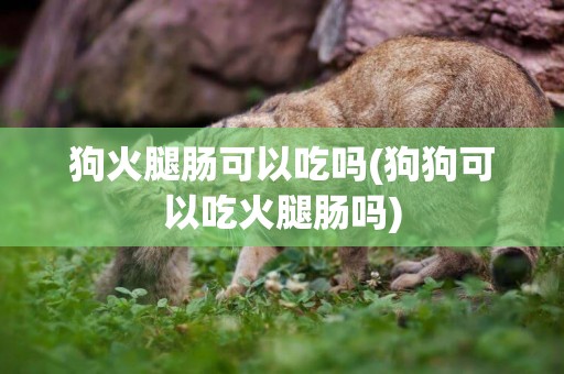 狗火腿腸可以吃嗎(狗狗可以吃火腿腸嗎)