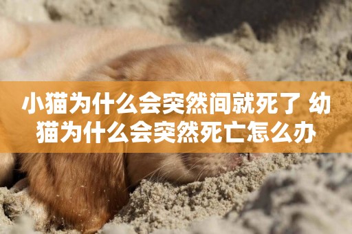小貓為什么會突然間就死了 幼貓為什么會突然死亡怎么辦