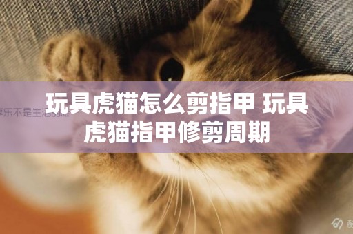 玩具虎貓怎么剪指甲 玩具虎貓指甲修剪周期