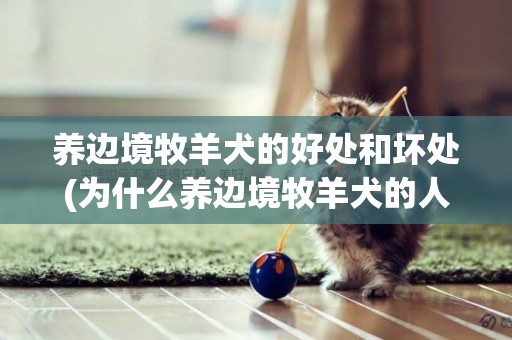 養邊境牧羊犬的好處和壞處(為什么養邊境牧羊犬的人很少) 