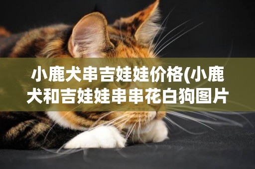 小鹿犬串吉娃娃價格(小鹿犬和吉娃娃串串花白狗圖片)