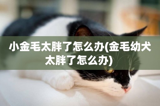 小金毛太胖了怎么辦(金毛幼犬太胖了怎么辦) 