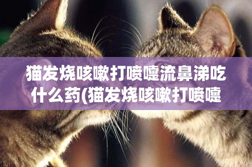貓發燒咳嗽打噴嚏流鼻涕吃什么藥(貓發燒咳嗽打噴嚏流鼻涕吃什么藥效果好)