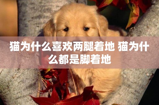 貓為什么喜歡兩腿著地 貓為什么都是腳著地