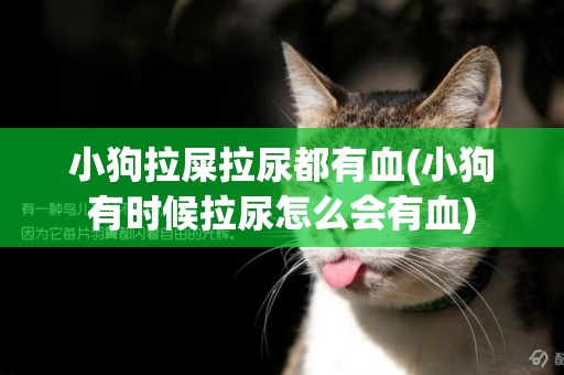 小狗拉屎拉尿都有血(小狗有時候拉尿怎么會有血)