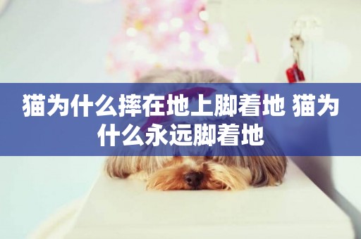 貓為什么摔在地上腳著地 貓為什么永遠腳著地