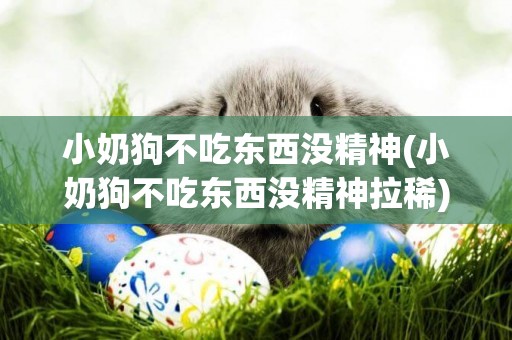 小奶狗不吃東西沒精神(小奶狗不吃東西沒精神拉稀)