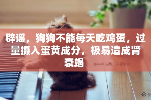 辟謠，狗狗不能每天吃雞蛋，過量攝入蛋黃成分，極易造成腎衰竭 