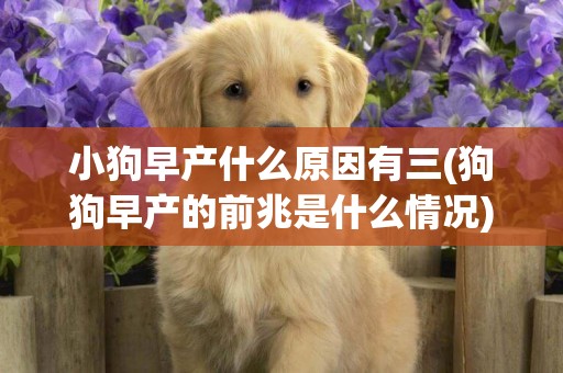 小狗早產什么原因有三(狗狗早產的前兆是什么情況)