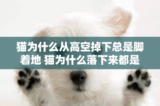 貓為什么從高空掉下總是腳著地 貓為什么落下來都是腳著地