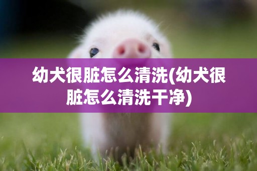 幼犬很臟怎么清洗(幼犬很臟怎么清洗干凈)