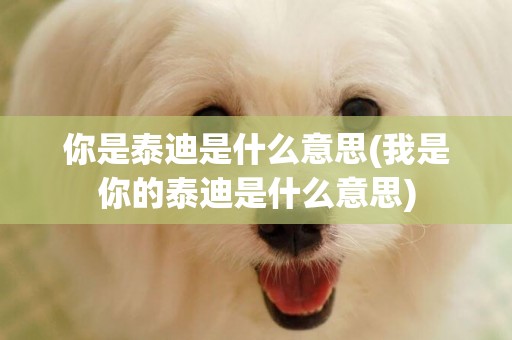 你是泰迪是什么意思(我是你的泰迪是什么意思)
