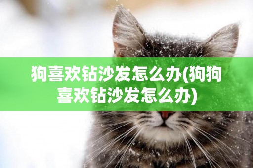 狗喜歡鉆沙發怎么辦(狗狗喜歡鉆沙發怎么辦)