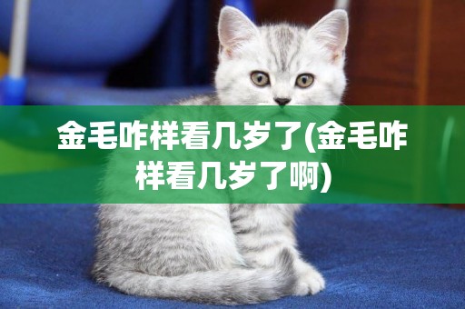 金毛咋樣看幾歲了(金毛咋樣看幾歲了啊)