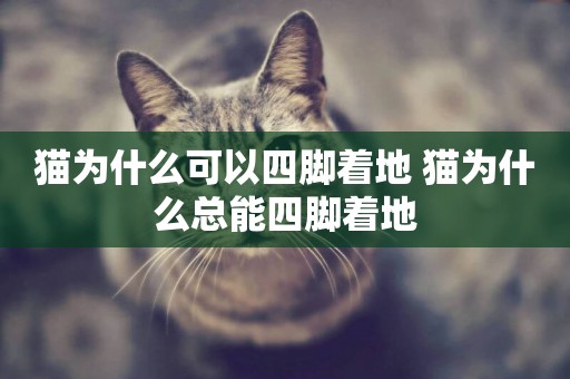 貓為什么可以四腳著地 貓為什么總能四腳著地