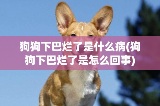 狗狗下巴爛了是什么病(狗狗下巴爛了是怎么回事)