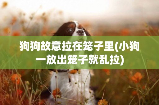 狗狗故意拉在籠子里(小狗一放出籠子就亂拉)