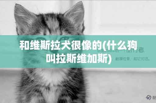 和維斯拉犬很像的(什么狗叫拉斯維加斯)