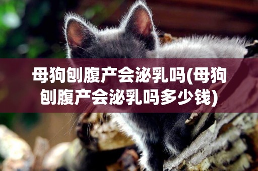 母狗刨腹產會泌乳嗎(母狗刨腹產會泌乳嗎多少錢)