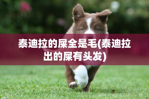 泰迪拉的屎全是毛(泰迪拉出的屎有頭發)