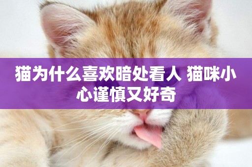 貓為什么喜歡暗處看人 貓咪小心謹慎又好奇