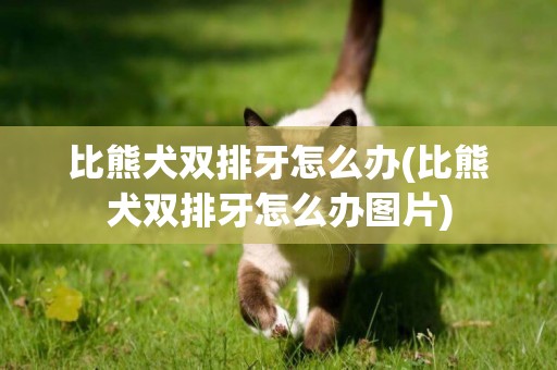 比熊犬雙排牙怎么辦(比熊犬雙排牙怎么辦圖片)