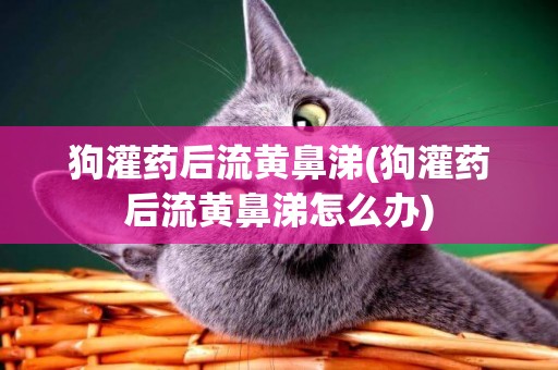 狗灌藥后流黃鼻涕(狗灌藥后流黃鼻涕怎么辦)