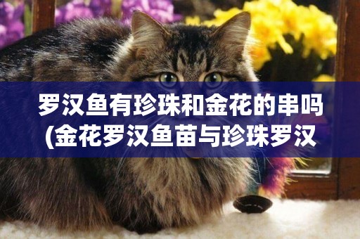 羅漢魚有珍珠和金花的串嗎(金花羅漢魚苗與珍珠羅漢魚區別)