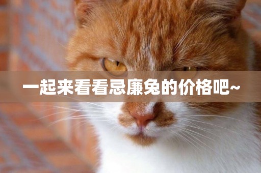 一起來看看忌廉兔的價格吧~