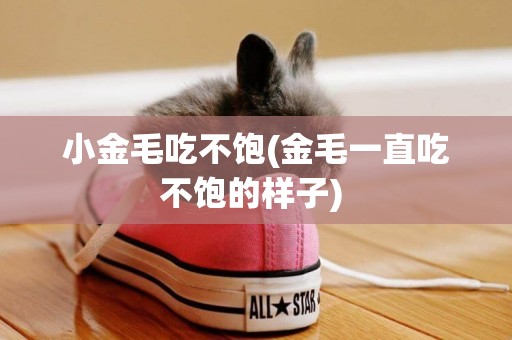 小金毛吃不飽(金毛一直吃不飽的樣子) 
