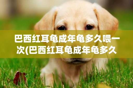巴西紅耳龜成年龜多久喂一次(巴西紅耳龜成年龜多久喂一次龜糧)