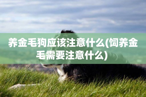 養金毛狗應該注意什么(飼養金毛需要注意什么) 