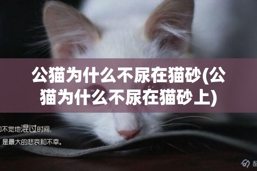 公貓為什么不尿在貓砂(公貓為什么不尿在貓砂上)